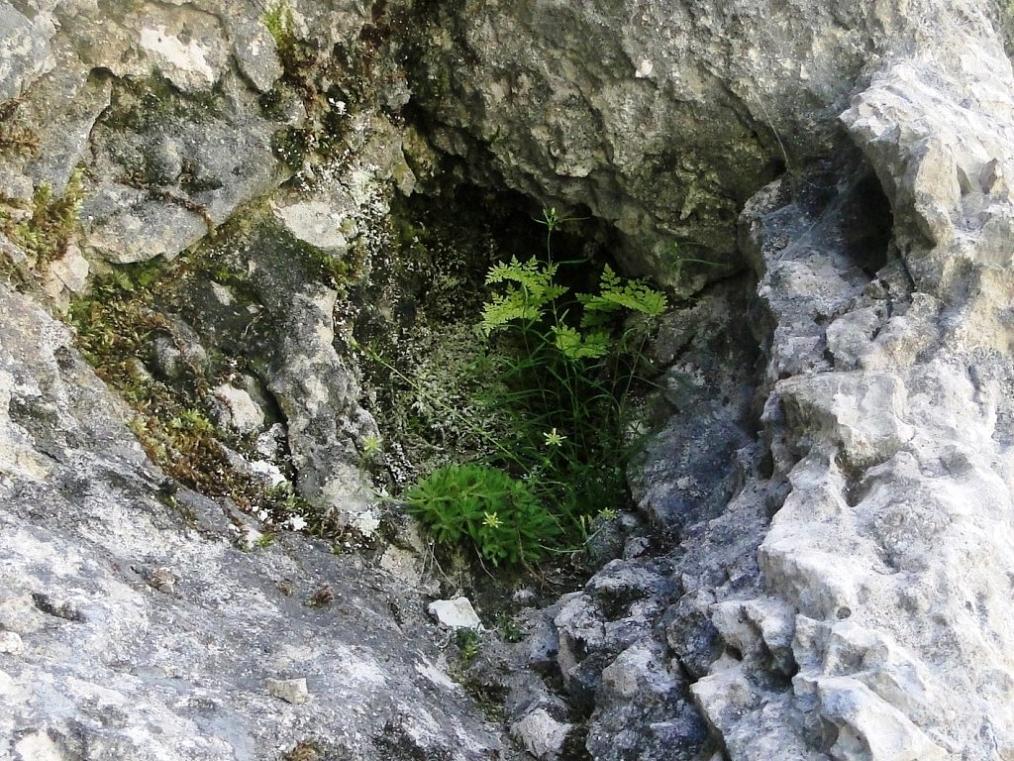 Saxifraga presolanensis / Sassifraga della Presolana